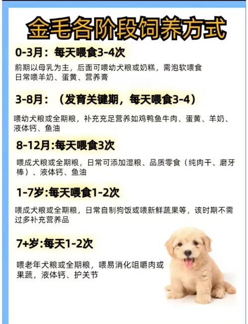 自来狗的预兆风水和十大忌讳有哪些注意事项？