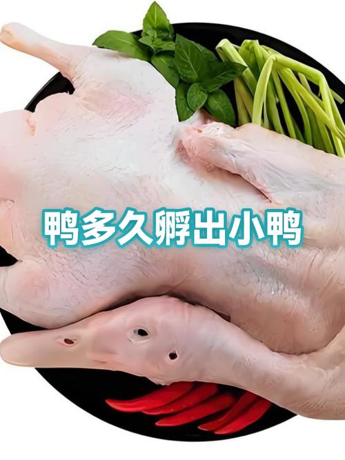 梦见蛋孵化出小鸭预示着什么吉凶？