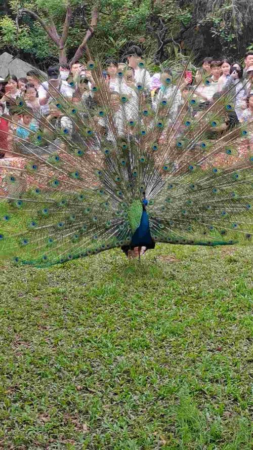 为什么动物园里的孔雀开屏这么难得一见，是不是彳艮难遇到呢？