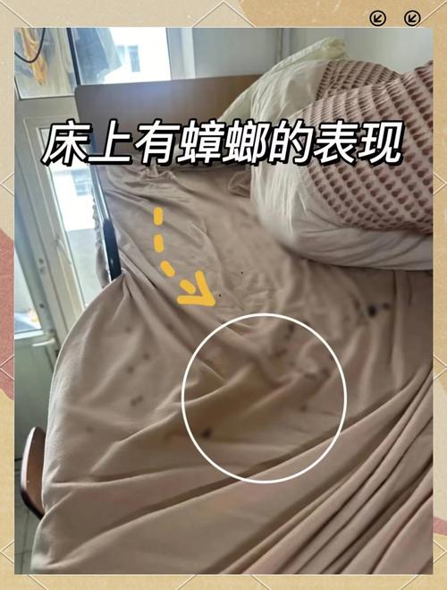 梦到蟑螂在床上有什么特殊预兆或含义？