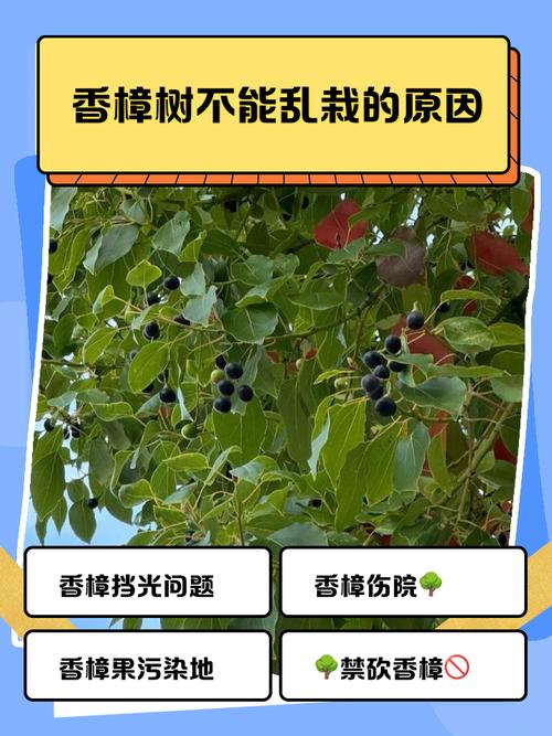 小区里的香樟树离居民楼太近，会有哪些不利后果呢？