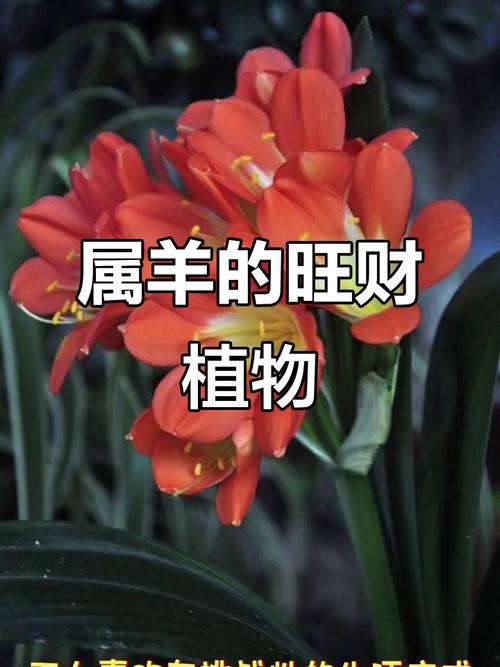 生肖属羊的人的幸运花是什么？
