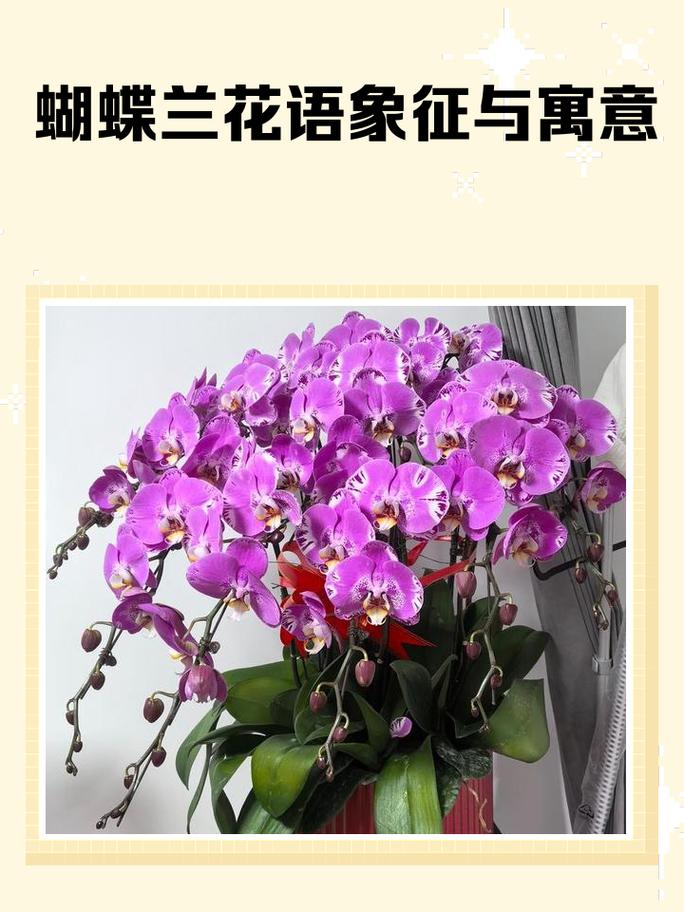 蝴蝶兰花语和象征寓意究竟是什么？