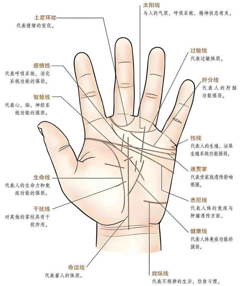 堪手相算命或帮人算命真的会导致折寿吗？