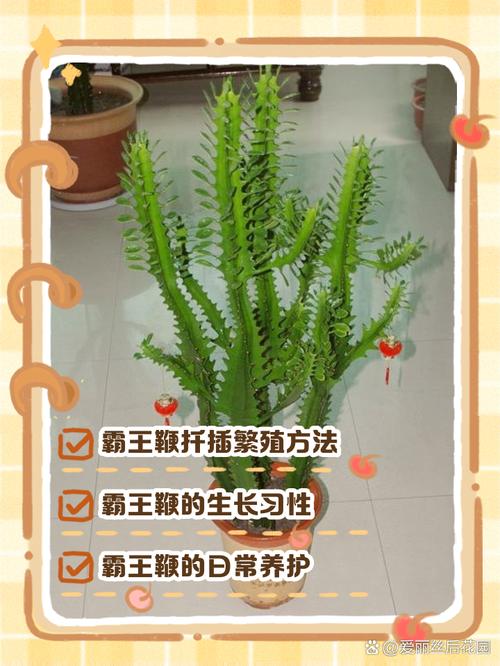 霸王鞭在家居中种植有哪些作用和好处？