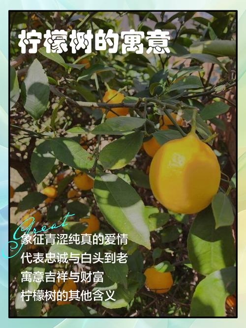 梦见柠檬树挂满果实是什么吉凶预兆？