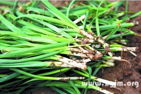 梦见韭菜有什么特殊含义或预示吗？