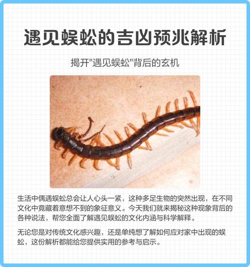 晚上睡觉梦到蜈蚣是什么预兆，有什么特殊含义？