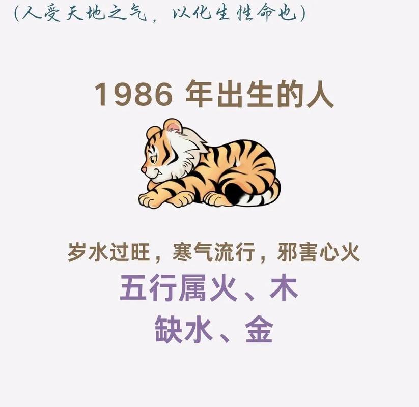 1986年属虎的人五行属什么？求解释这个生肖的五行属性。