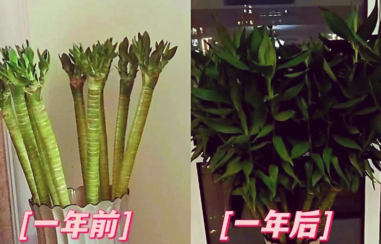 养几根龙竹风水佳，五根龙竹寓意何在？