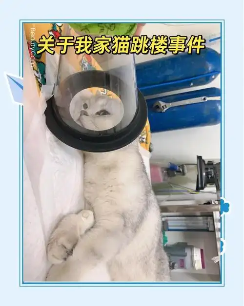 梦见养的猫从高楼掉下去了这难道不是预示着什么不幸的事情即将发生吗？
