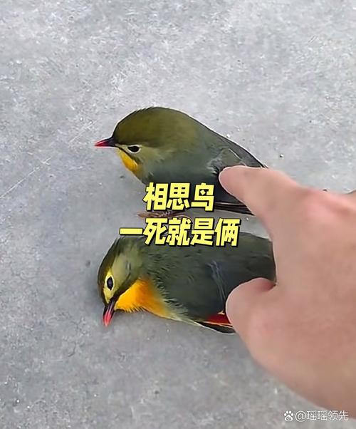 哪种动物象征着爱情的离别，让人心生感慨？