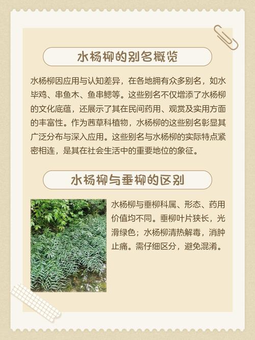 五行属水的植物有哪些冷门且诗意的名字？