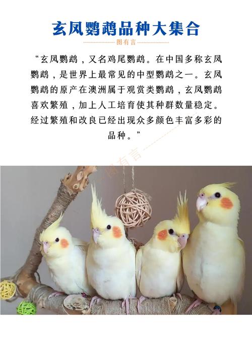 玄凤鹦鹉有哪些好听的长尾名字推荐？