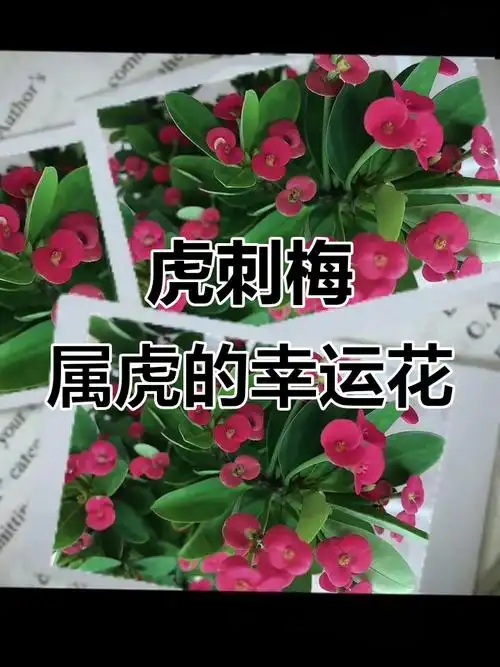 十二生肖中，属虎的人应该佩戴哪种幸运花呢？