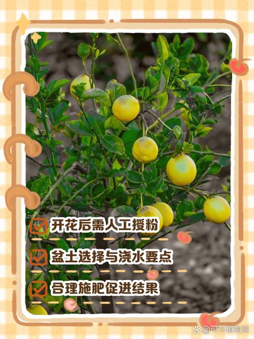 柠檬树种植几年后才能开花结果？附种植技术要点
