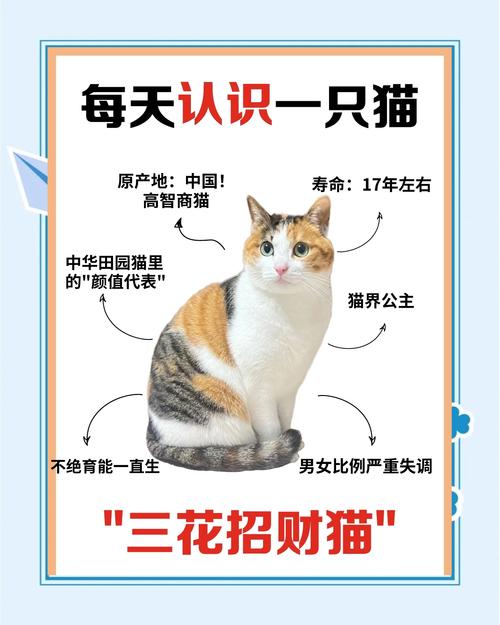 三花猫为何能招财，竟成为人们眼中的幸运象征？