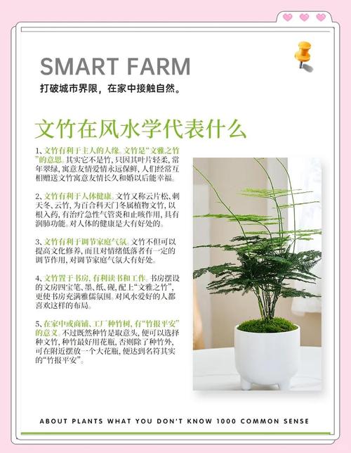 文竹摆放风水有哪些禁忌和需要注意的风水寓意？