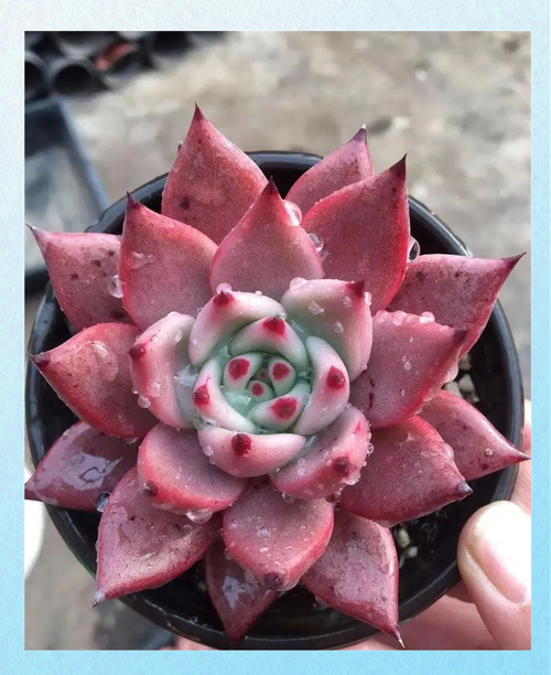 我的星座对应的星座系列多肉植物是哪一种？
