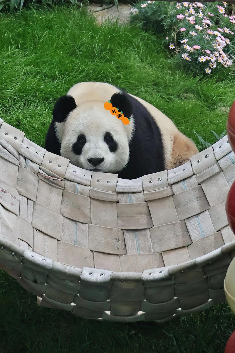 梦见会飞的熊猫是什么吉凶预兆？