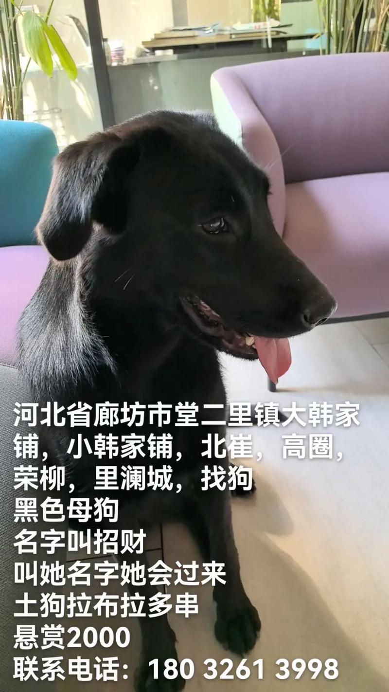 黑色小狗取什么名字好，有没有什么建议呢？