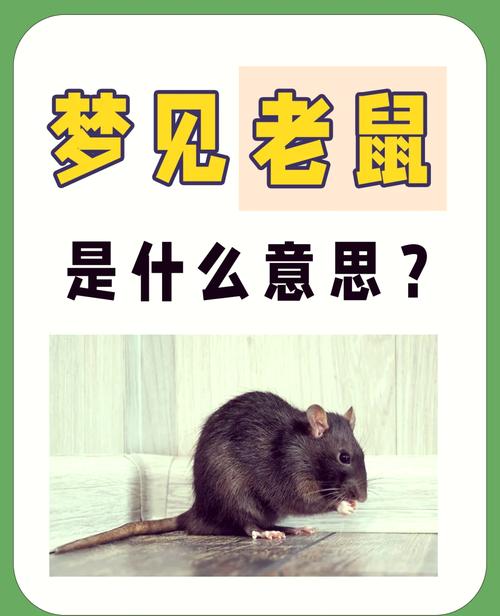 男孩梦见被老鼠咬鼻子是什么预兆或象征？