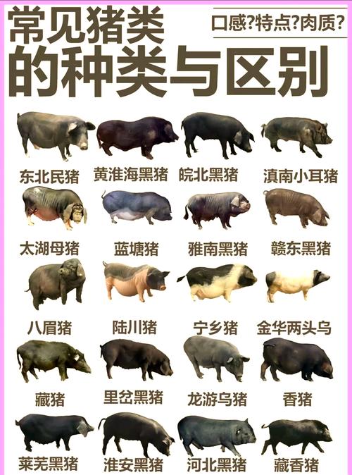 属相猪具体可依分为哪几种不同的分类？