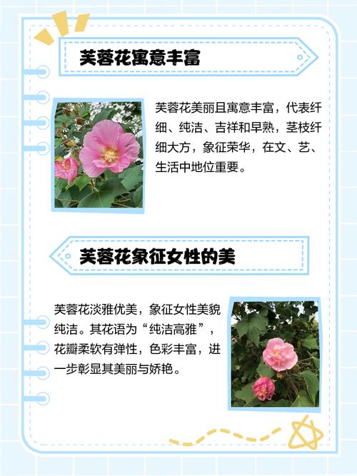 芙蓉花有什么寓意和禁忌，有什么忒别的象征意义吗？