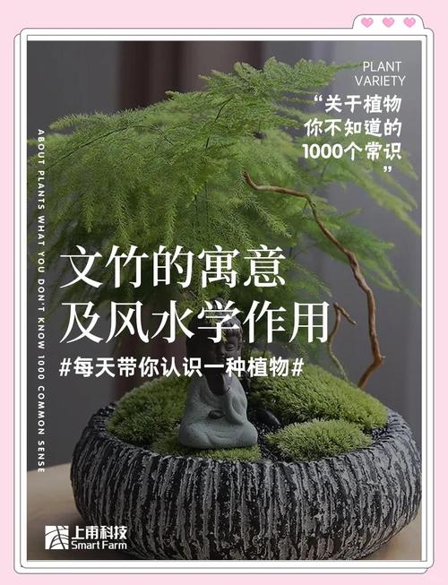 文竹摆放风水有哪些禁忌和需要注意的风水寓意？