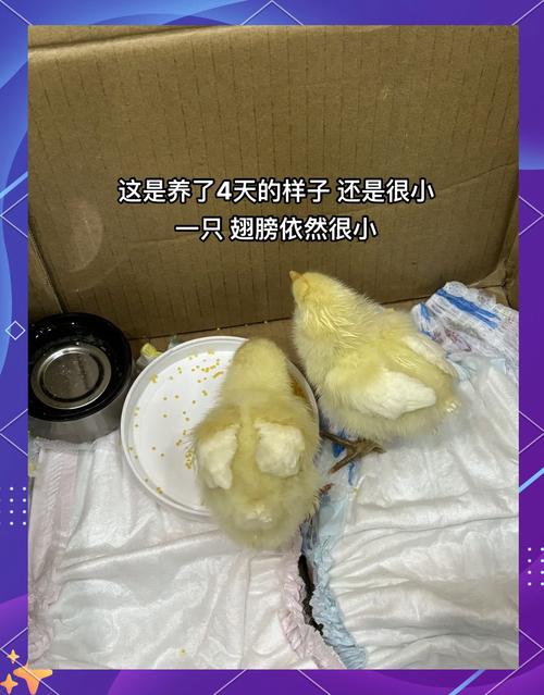 梦到自己出生成小鸡是什么征兆？预示着什么好事发生？