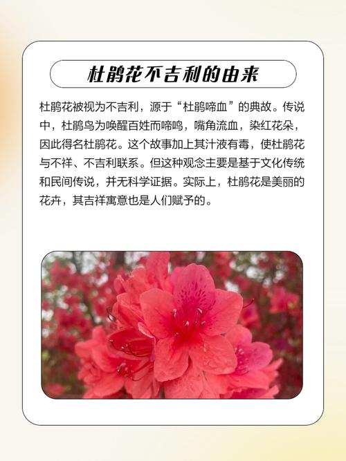 养杜鹃花的风水寓意真的不吉利吗？为什么会有这样的说法？