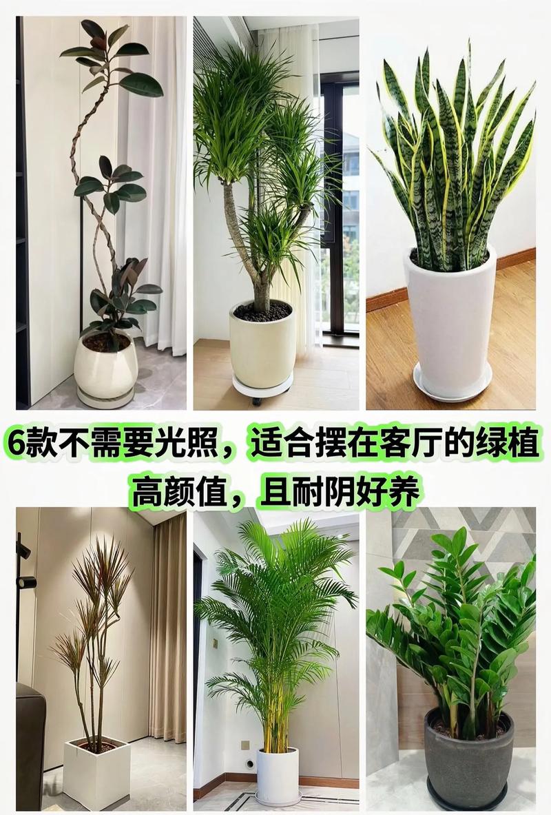 家里摆放哪些绿植或盆栽植物最适合养护？