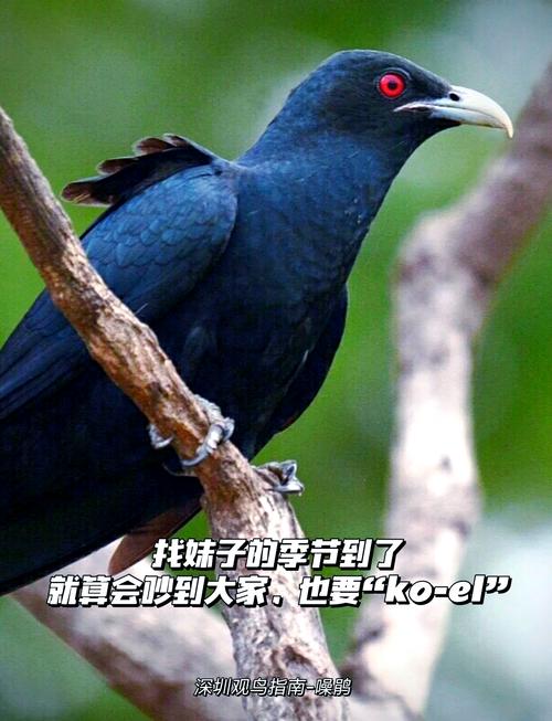 世界上最恐怖的鸟叫分别是什么鸟？它们的叫声究竟有多恐怖？