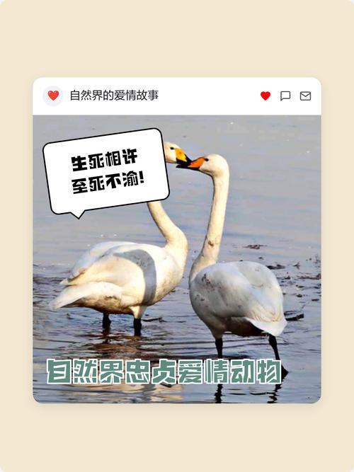 哪种动物代表你对爱情的忠贞度最高？爱情测试四种动物