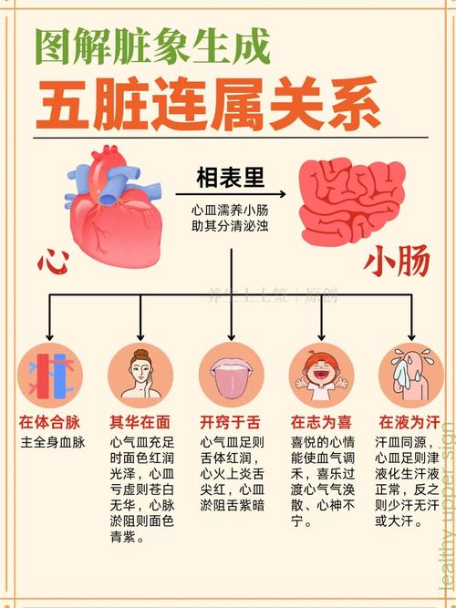 五行八卦中，心与小肠分别对应哪个器官和经络的五行属性？