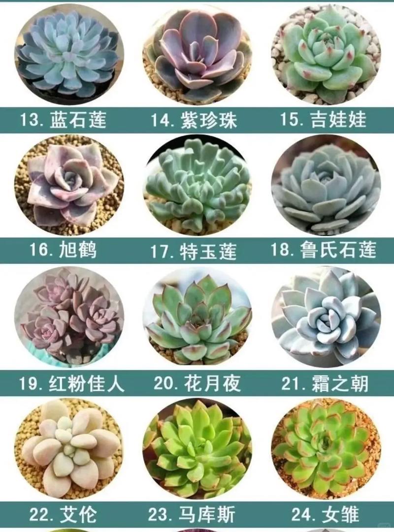 有哪些好听的多肉昵称可以分享呢？