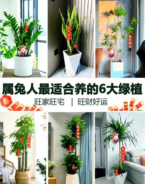 属兔的店面摆放哪种花卉最有利于财运提升？
