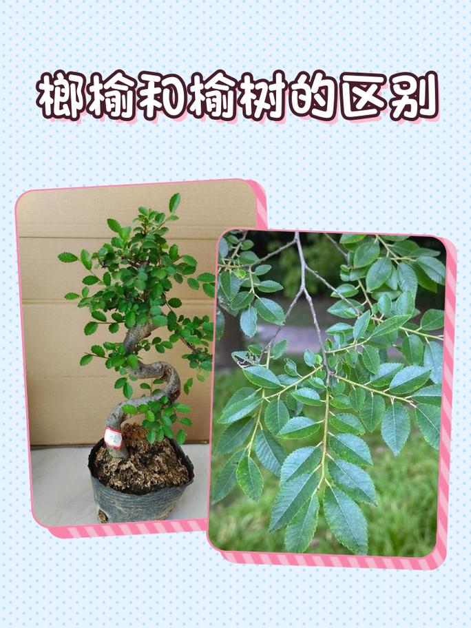 家里种植榆树会对家庭运势有不利影响吗？