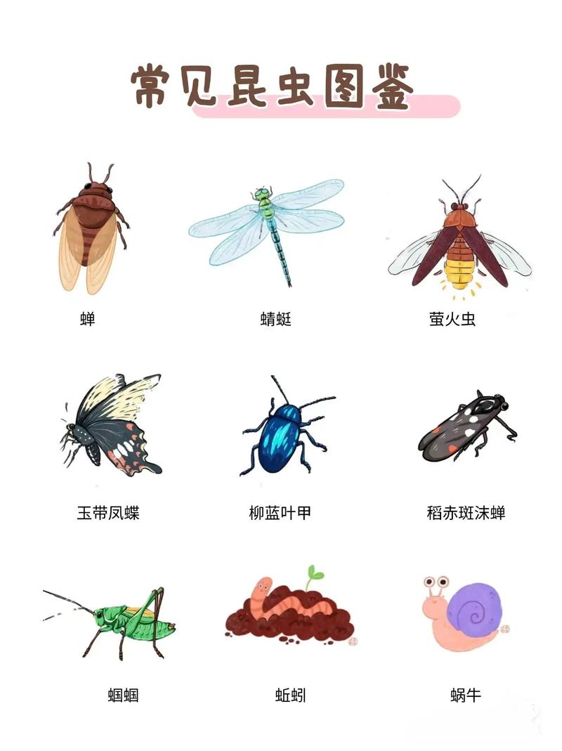 世界上有哪些昆虫名字可以组成一个呢？