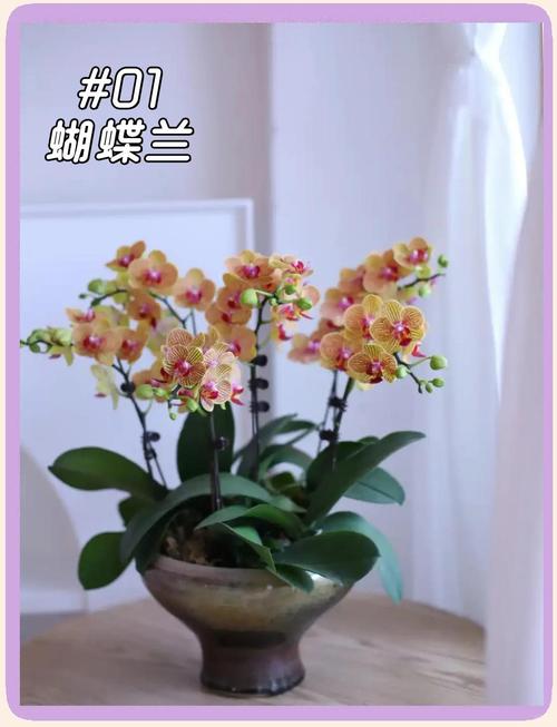 入户看到哪种花最能旺家运，提升玄关风水吉气？