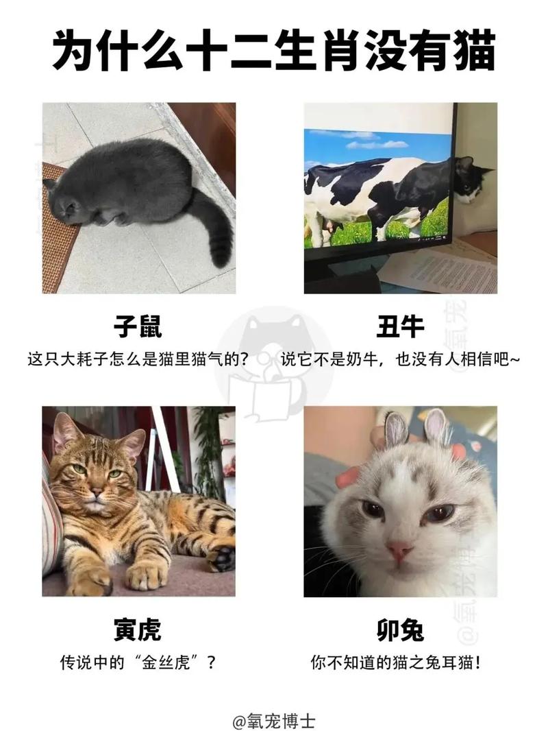 天崩地裂的生肖猫究竟是什么生肖？