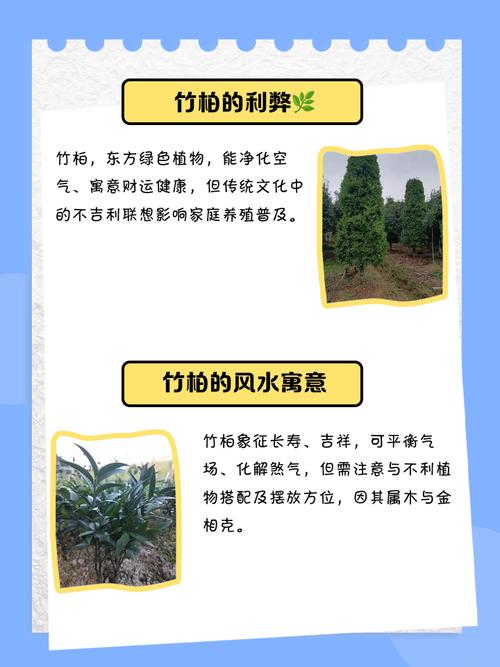 为什么千万不能在家里养竹柏？