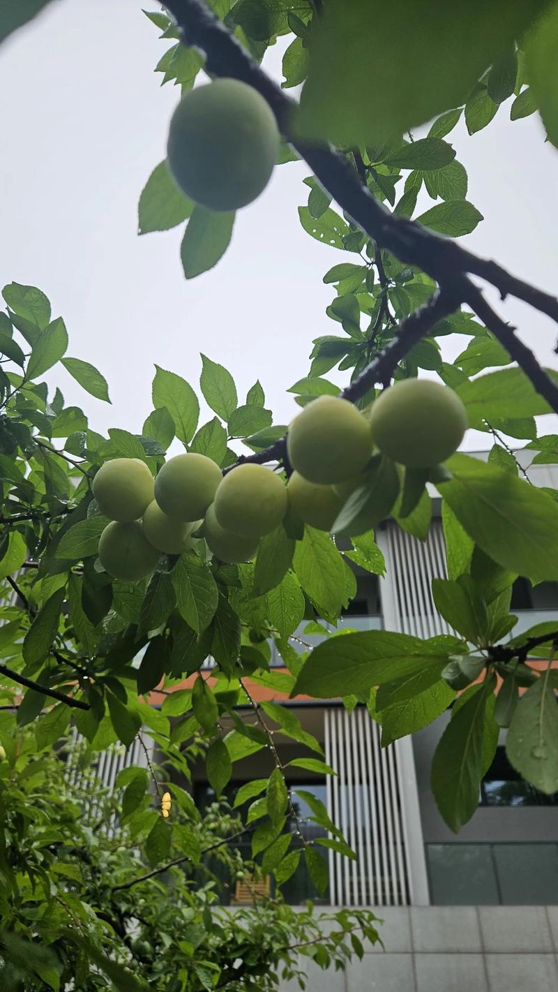 梦见爬树摘李子是什么预兆？预示着什么好事发生？