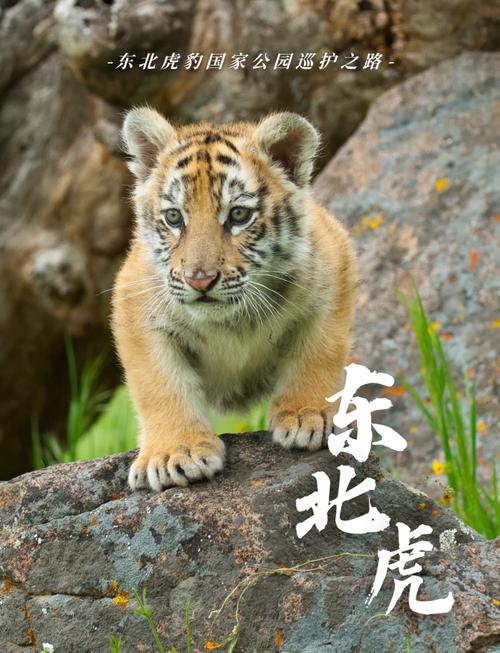 冬天白天出生的老虎命运如何？