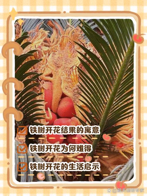 铁树结果预示着什么吉祥寓意？