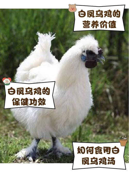 梦见白母鸡有什么寓意或象征？周公解梦中的解释是什么？