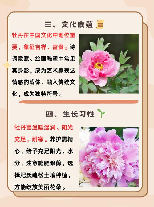 牡丹花的花语和寓意分别是什么？