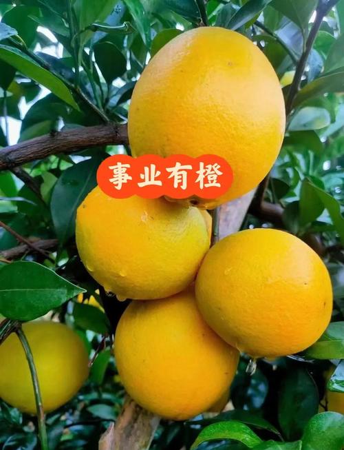 孕妇梦见买橙子是什么预兆或含义？
