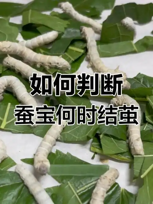 梦见蚕吐丝结茧预示着什么吉凶？周公解梦里这样的梦境有何特殊含义？