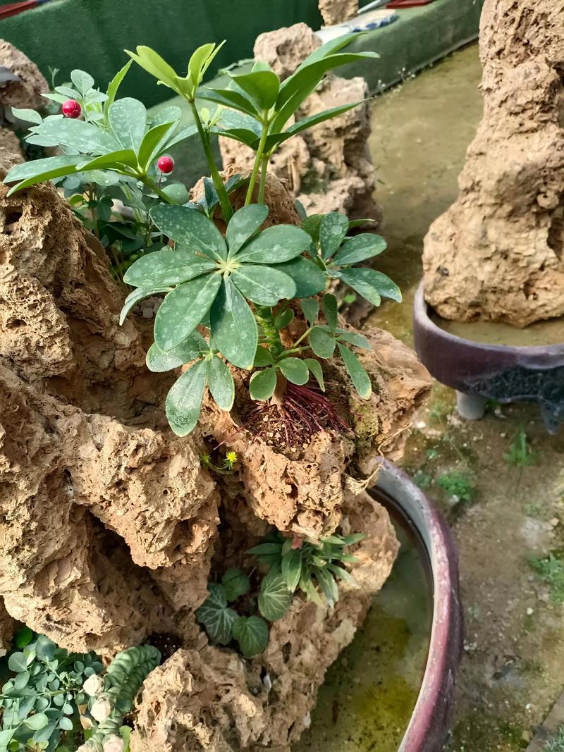 吸水石摆放位置及适合种植的植物是什么？